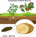 Potato insect pests. Colorado potato beetle Leptinotarsa decemlineata and click beetle wireworm isolated on white